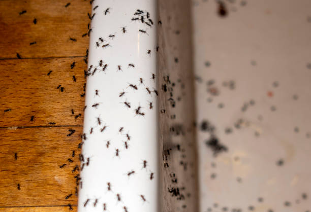Pest Control Cost in Valdosta, GA