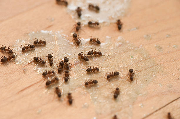 Best Best Pest Control Companies  in Valdosta, GA