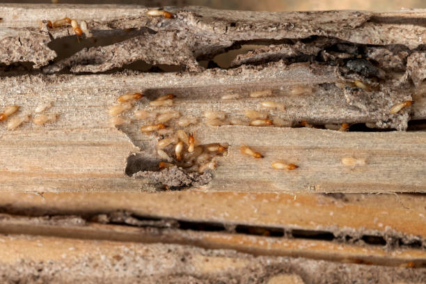 Best Local Pest Control Services  in Valdosta, GA